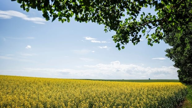 Moe says urgent federal action needed before election call to ensure canola industry ‘not left in purgatory’