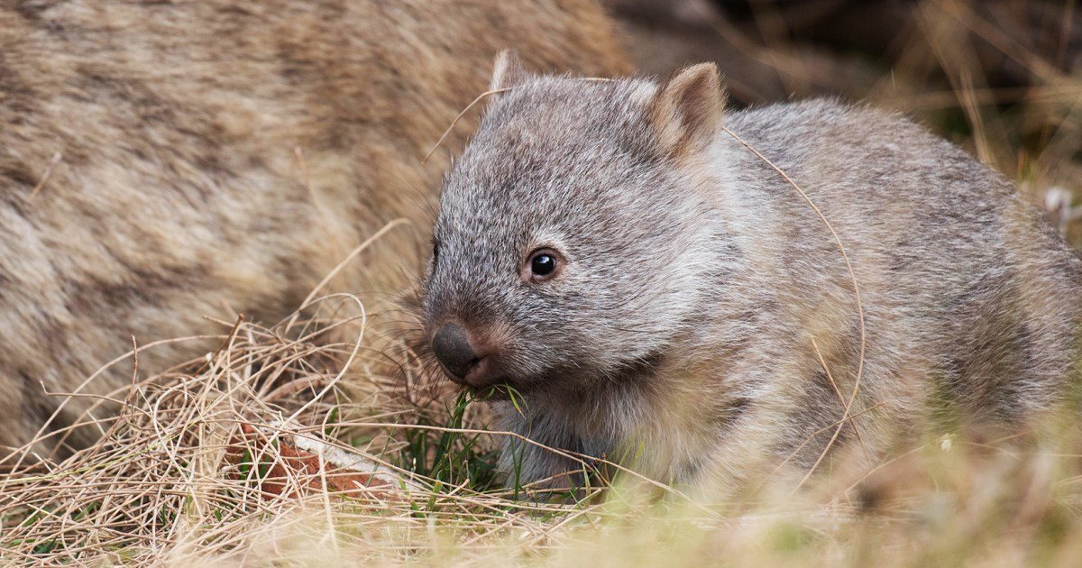 U.S. influencer criticized in Australia for taking baby wombat from its mother