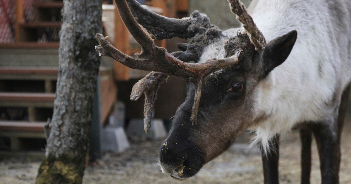 Iconic pet reindeer in Alaska falls mysteriously ill after someone tampers in his pen