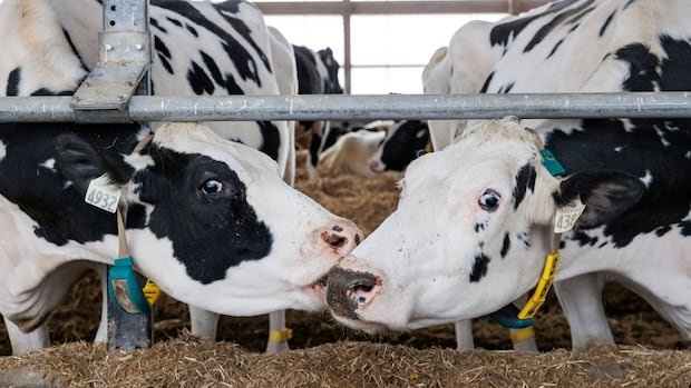 What Trump gets wrong about Canada-U.S. dairy trade