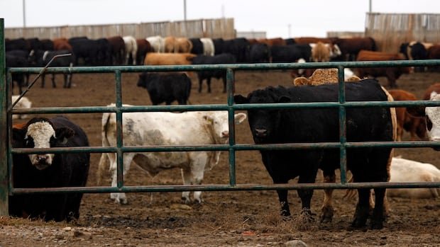 Province suspends loan program at Alberta’s largest cattle industry lender after inspections