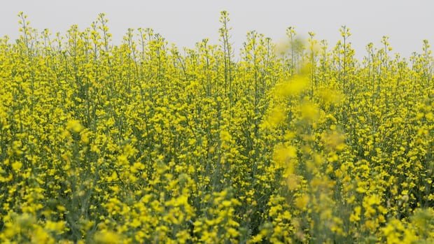 Manitoba’s canola industry, farmers call for federal action on looming tariffs from China