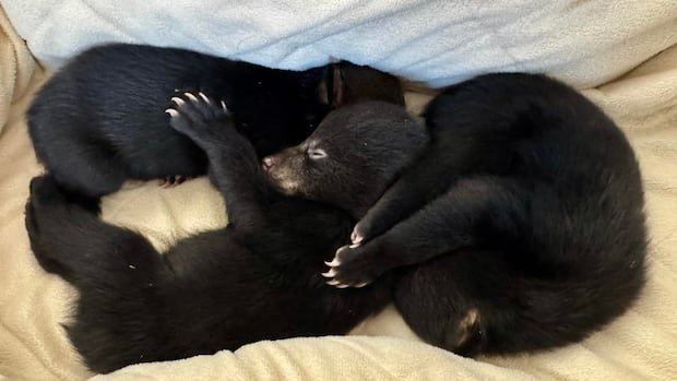 Orphaned bear cubs from Dryden, Ont., area find new temporary home