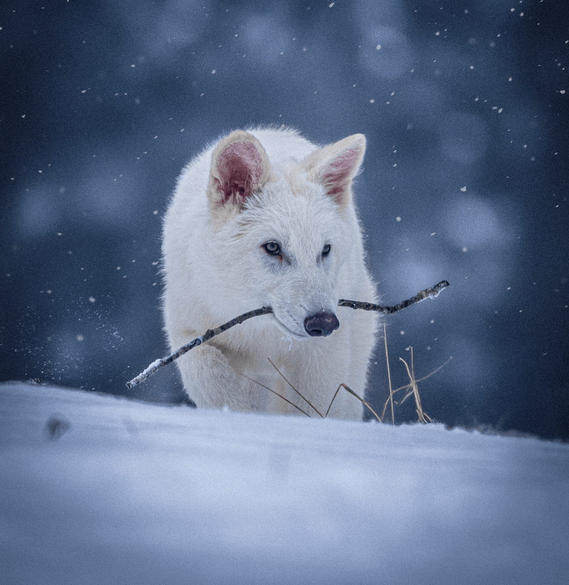 Does Colossal Biosciences dire wolf creation justify its $10B+ valuation?