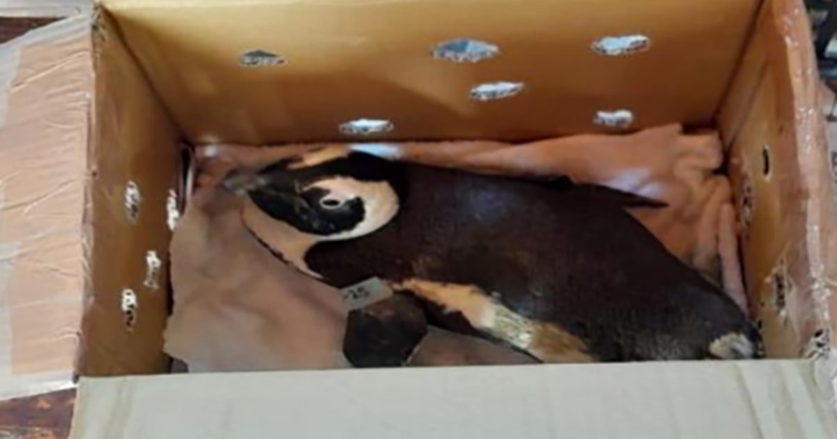 South African helicopter crash blamed on penguin in a box