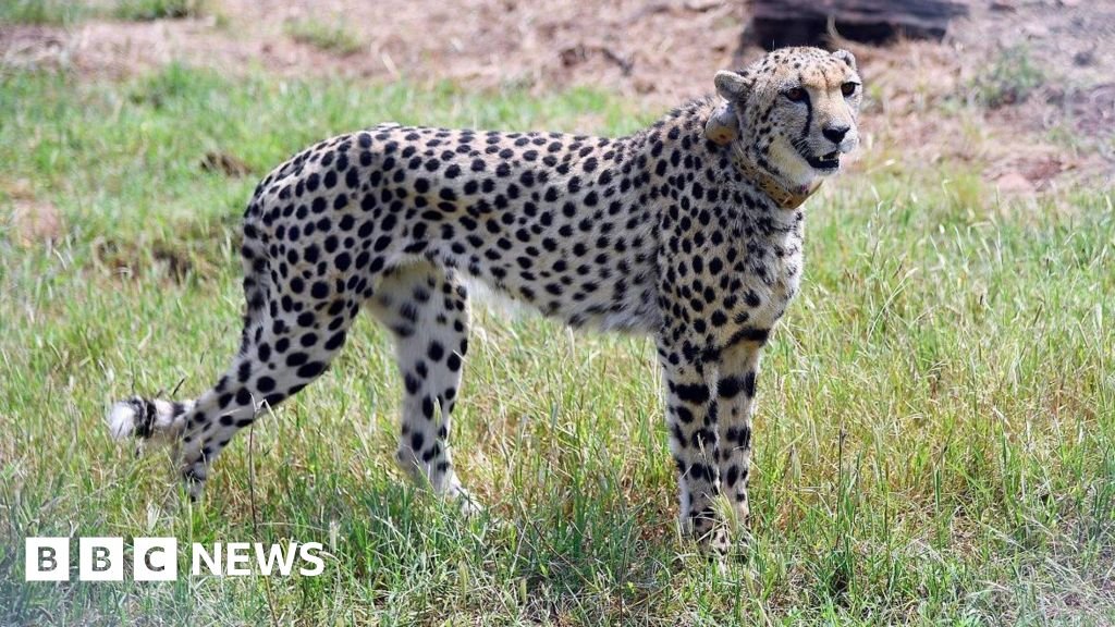 Inquiry against Indian man seen giving water to cheetahs in viral video