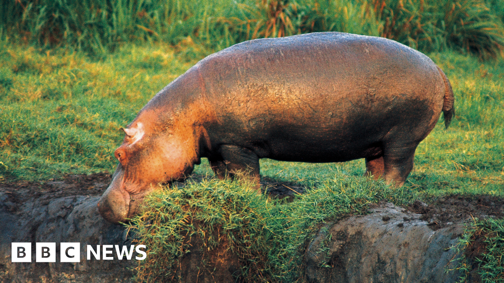 Anthrax kills dozens of hippos in Virunga National Park