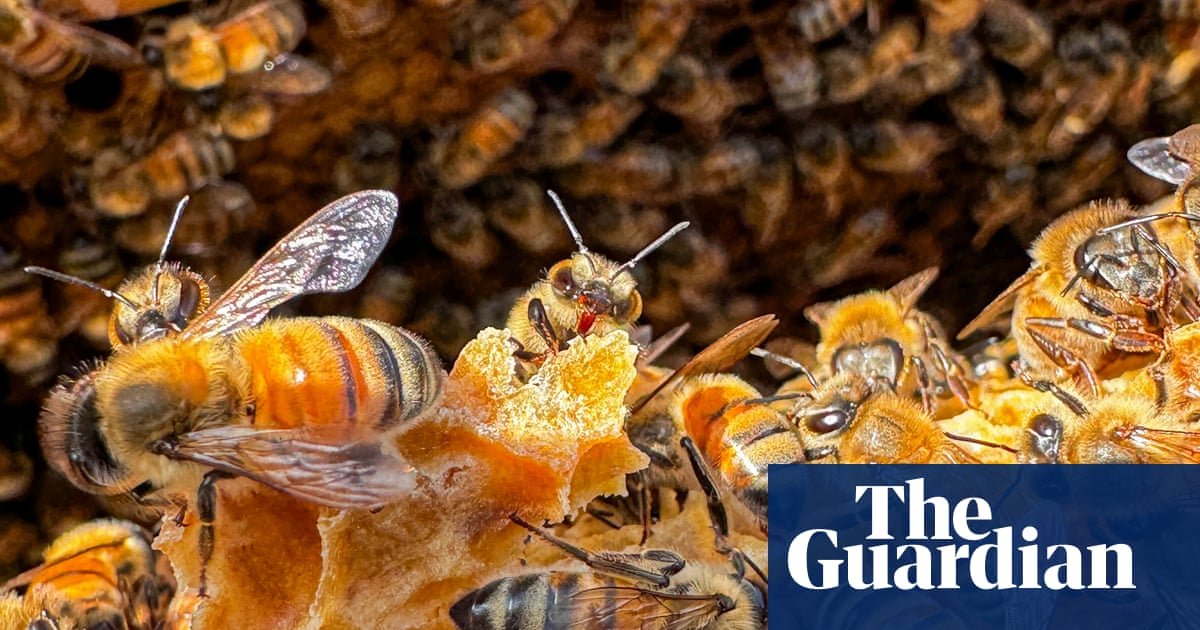 Canadian apiary store owner foils honey heist by marauding swarm of ‘robber bees’ | Canada