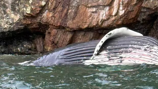 ‘Very sad and tragic’: Humpback whale found dead off Keats Island, B.C.
