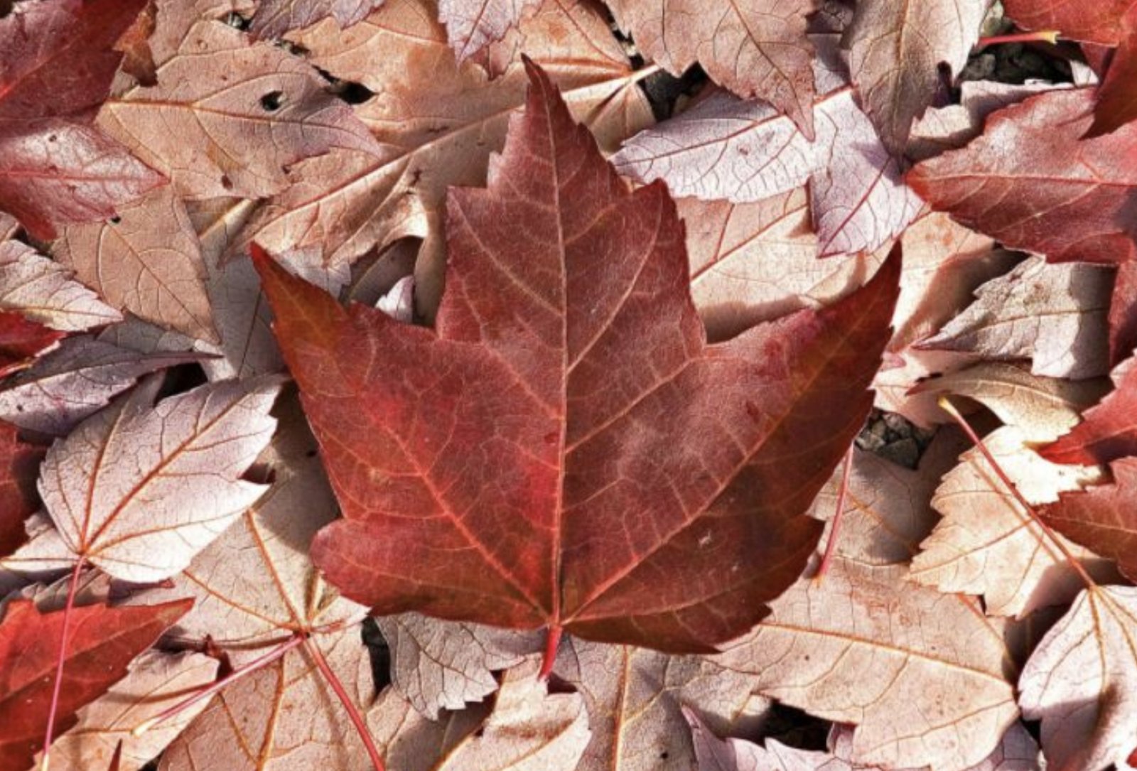 Yukon political parties jointly denounce vandalism and theft of political signs