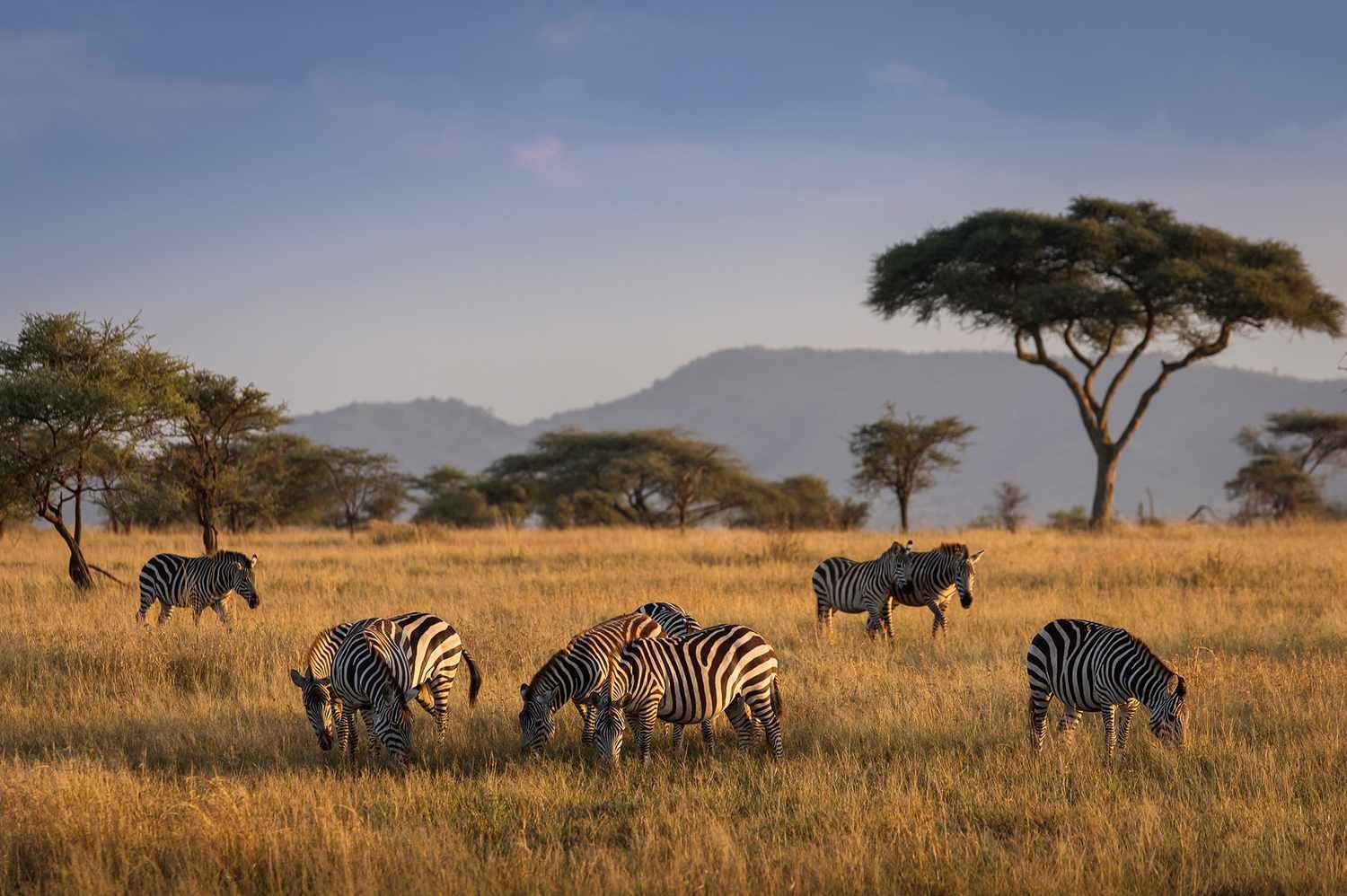 Pan Am Is Returning to Africa for the First Time in 30 Years With a 19-Day Luxury ‘Sky to Safari’ Private Jet Experience
