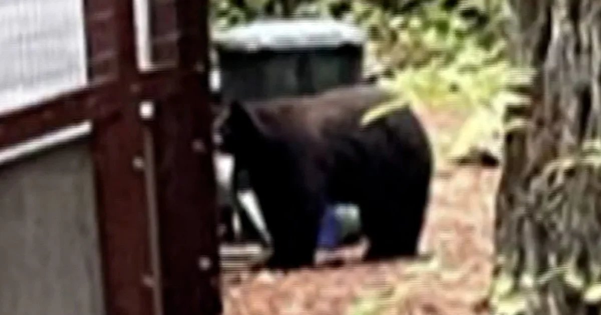 Wild bear caught sneaking into Northern California zoo