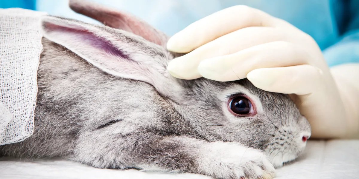 These technologies could help put a stop to animal testing