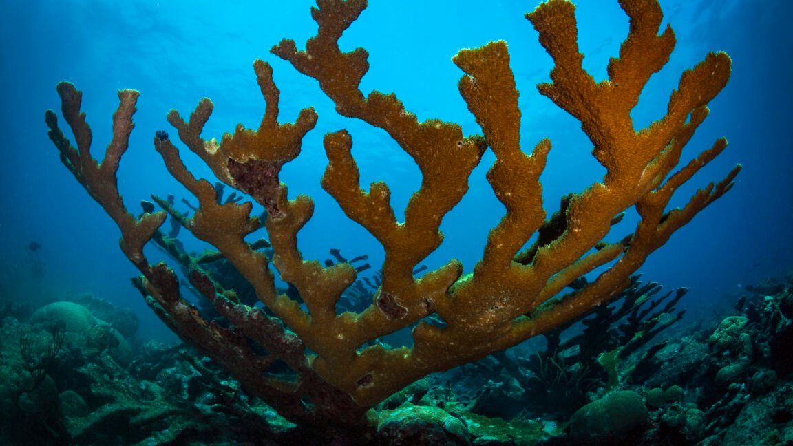 Corals survived past climate changes by retreating to the deeps