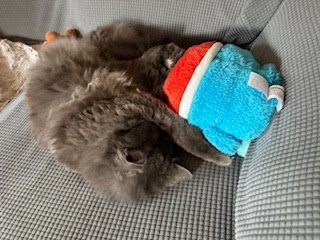 Wednesday Night Cat Blogging