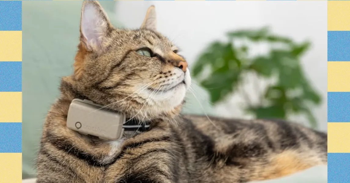 Tractive Smart Pet Collar: An Inexpensive Way to Keep Tabs on Your Fur Baby