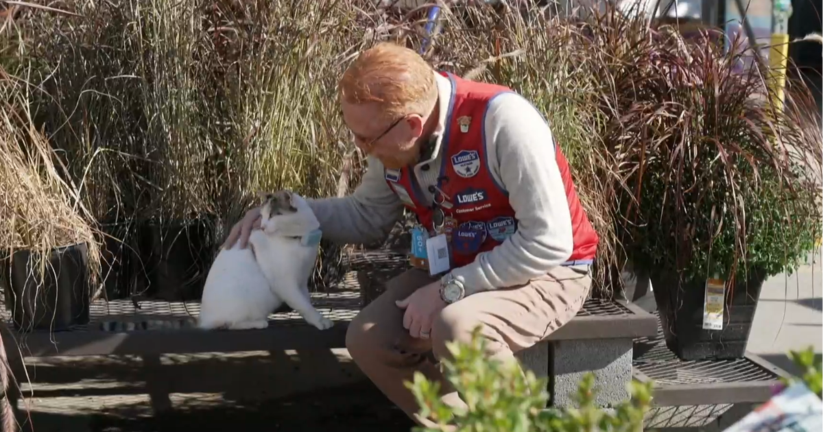 When the beloved resident cat of a Virginia Lowe’s disappeared, staff pulled out all the stops to find her