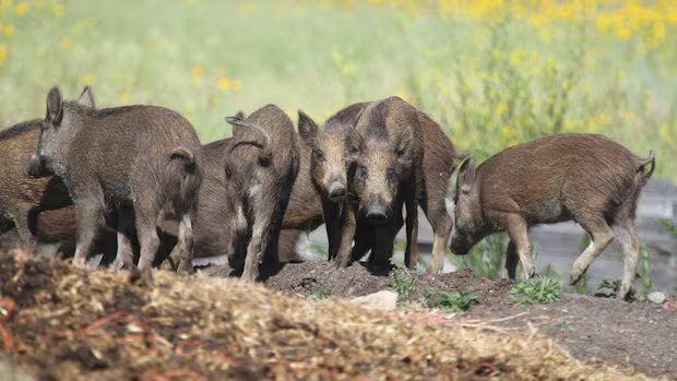 New restrictions placed on hunting, farming ‘incredibly destructive’ wild boars in Alberta