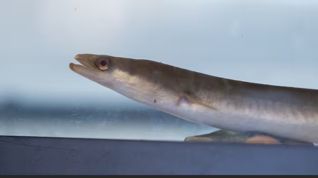 First Nations wonder if Canada’s decision on eels is best for future of species