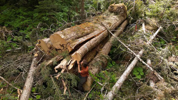 Why was ‘incredible’ giant cedar cut down, despite B.C.’s big-tree protection law?
