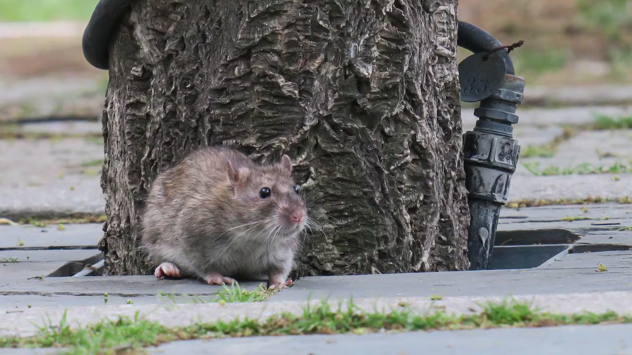 Toronto is Canada’s ‘rattiest’ city, according to new ranking | Hanomansing Tonight