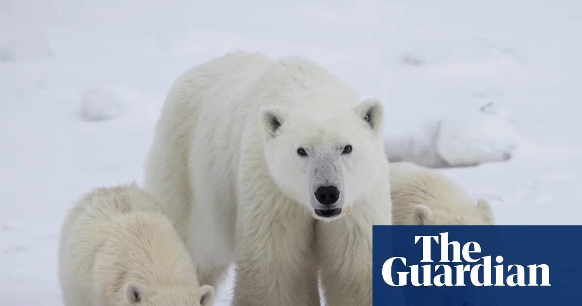 Scientists log rare case of female polar bear adopting cub: ‘They’re really good moms’ | Canada
