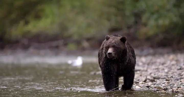 Conservation officers no longer ‘actively’ looking for grizzly bears in Bella Coola attack