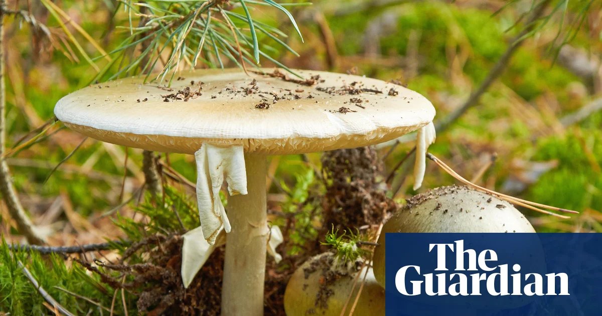 California officials warn foragers after person dies from poison mushroom | California