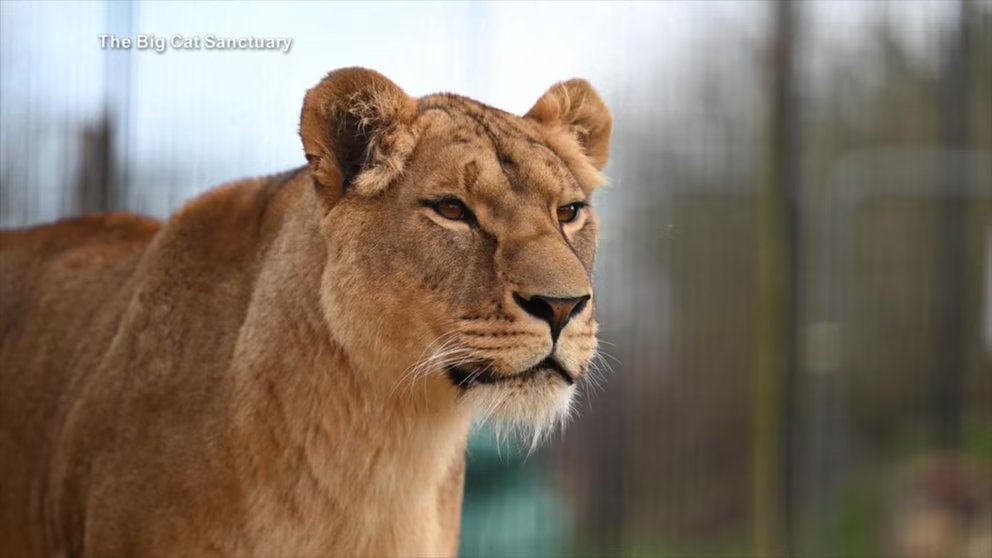 WATCH: Big cats rescued around the world find home in England