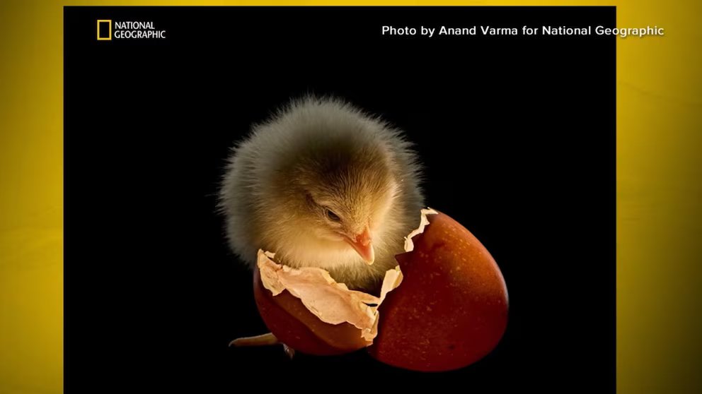 WATCH:  A look at National Geographic's 'Picture of the Year'