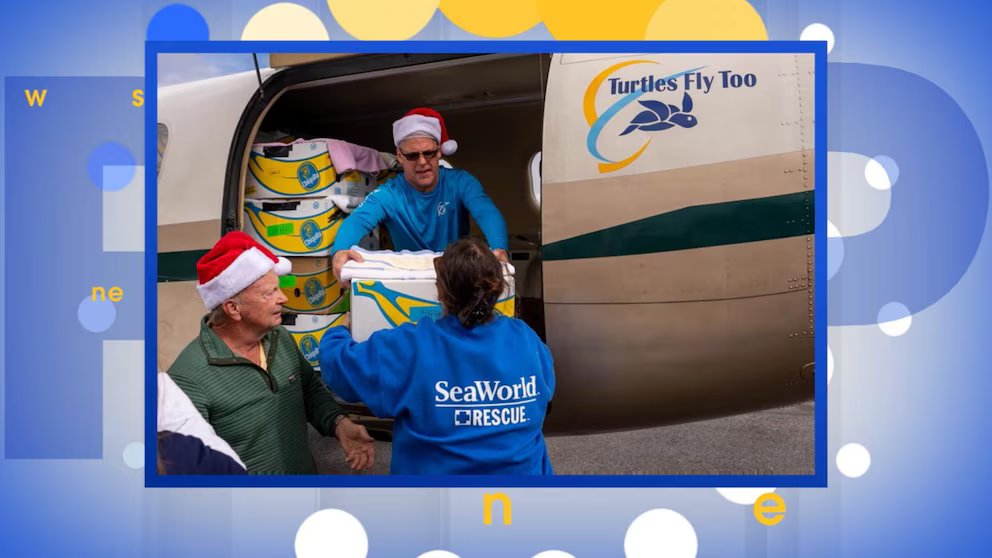 WATCH:  Stranded turtles rescued and flown to warmer water