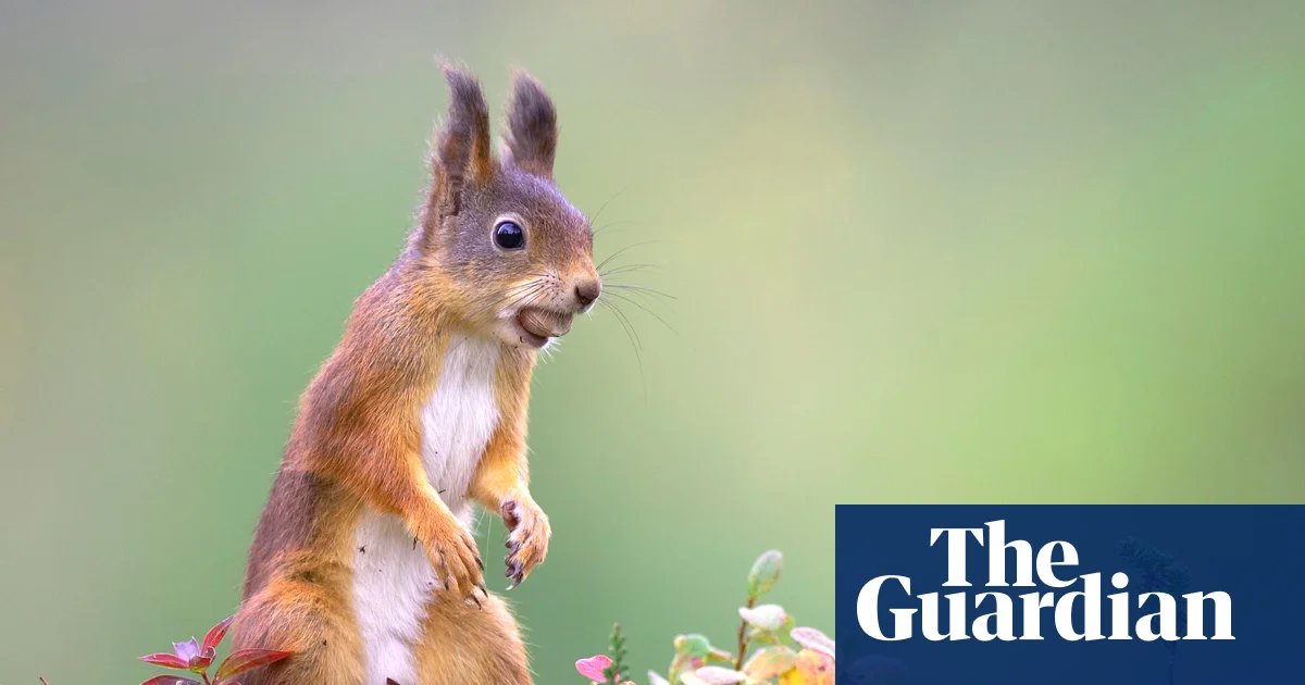 Red squirrels expand across Highlands after 10-year reintroduction drive | Conservation