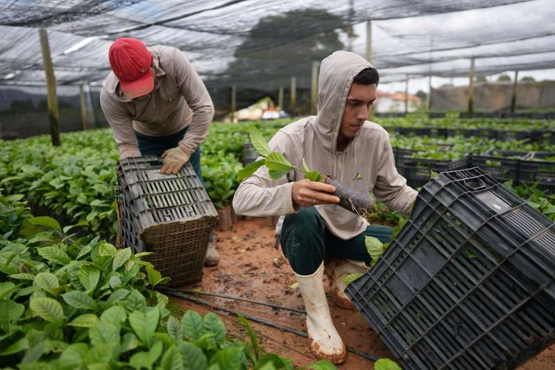 Brazil robusta coffee growers push for quality amid rising prices and climate concerns
