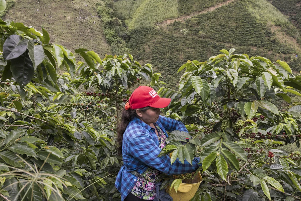From Bean to Cup, Colombian Women Are Taking On the Coffee Patriarchy