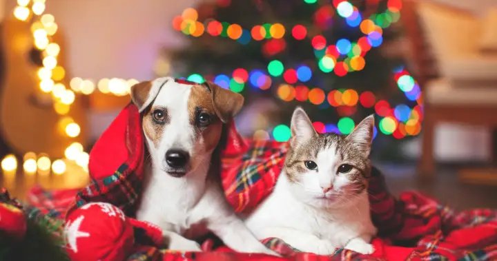 What to know before gifting a pet this holiday season – Regina