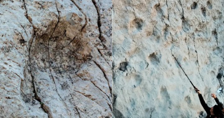 Thousands of 210-million-year-old dinosaur footprints discovered in Italy – National