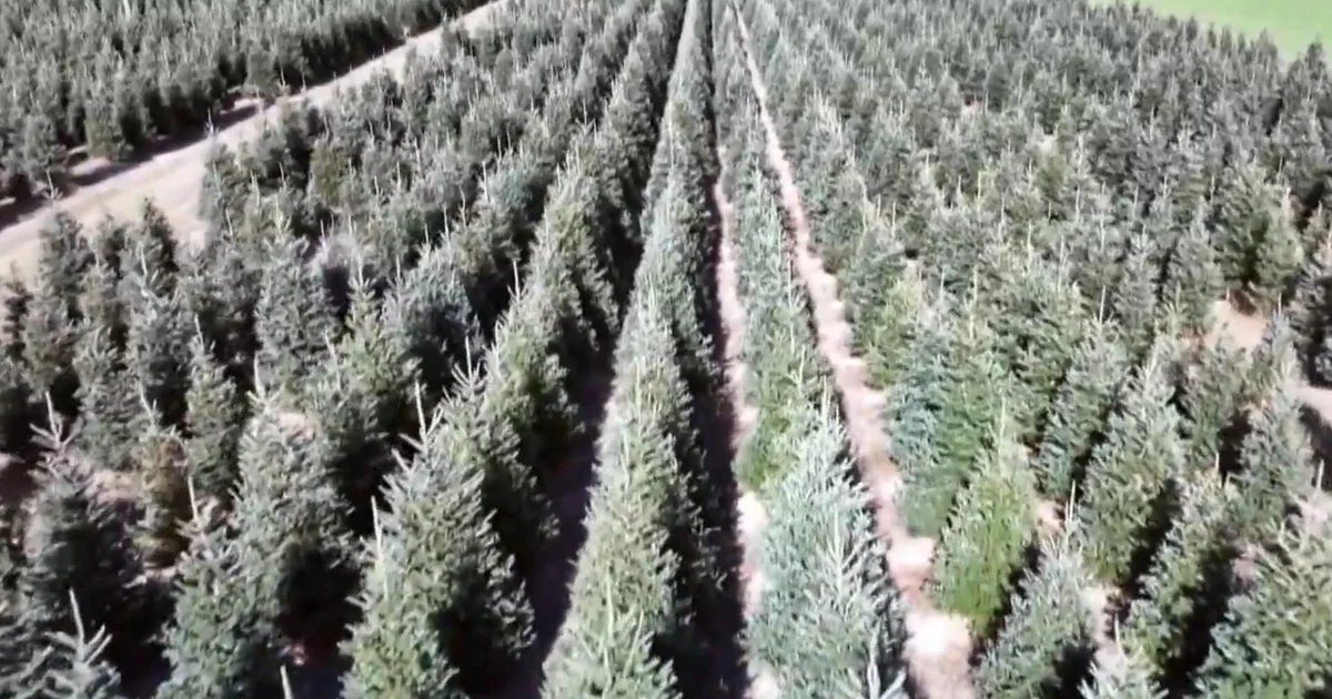 Why real Christmas trees may be a better bargain this year