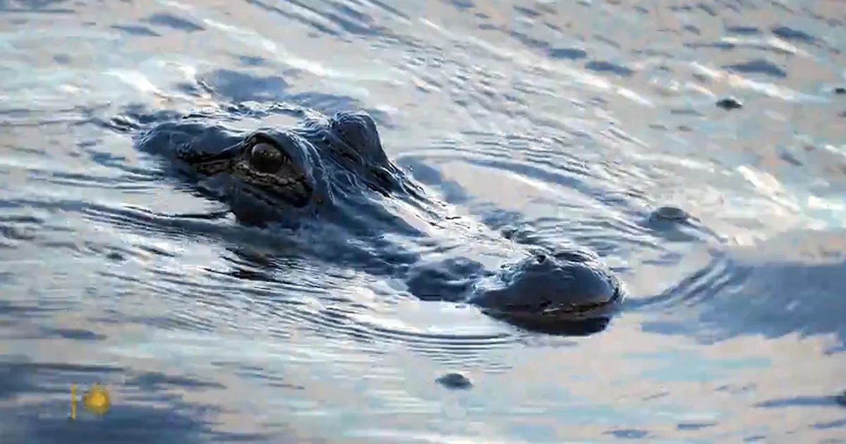 Nature: Alligators in Florida – CBS News