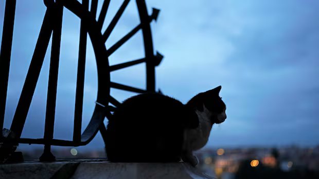 Judge upholds cat custody ruling, saying parenthood and pet ownership aren’t same