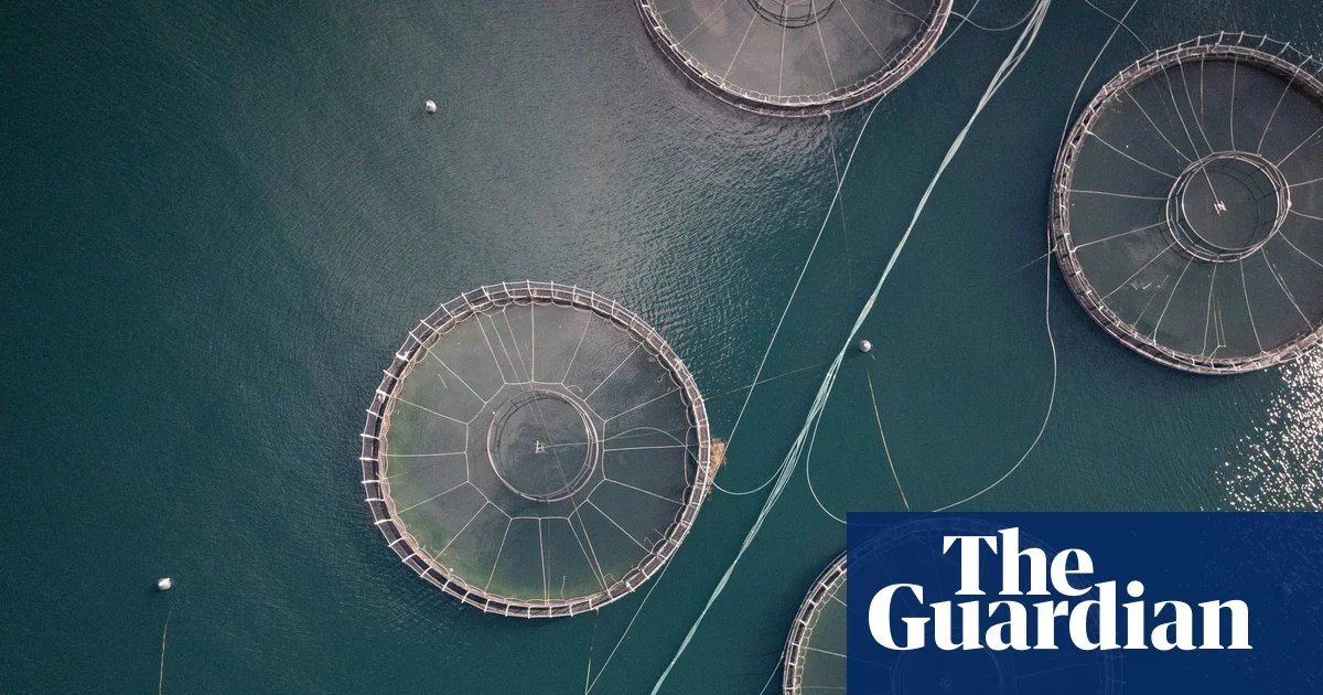 Four million salmon died prematurely at Tasmanian fish farms in 2025, government data reveals | Tasmania