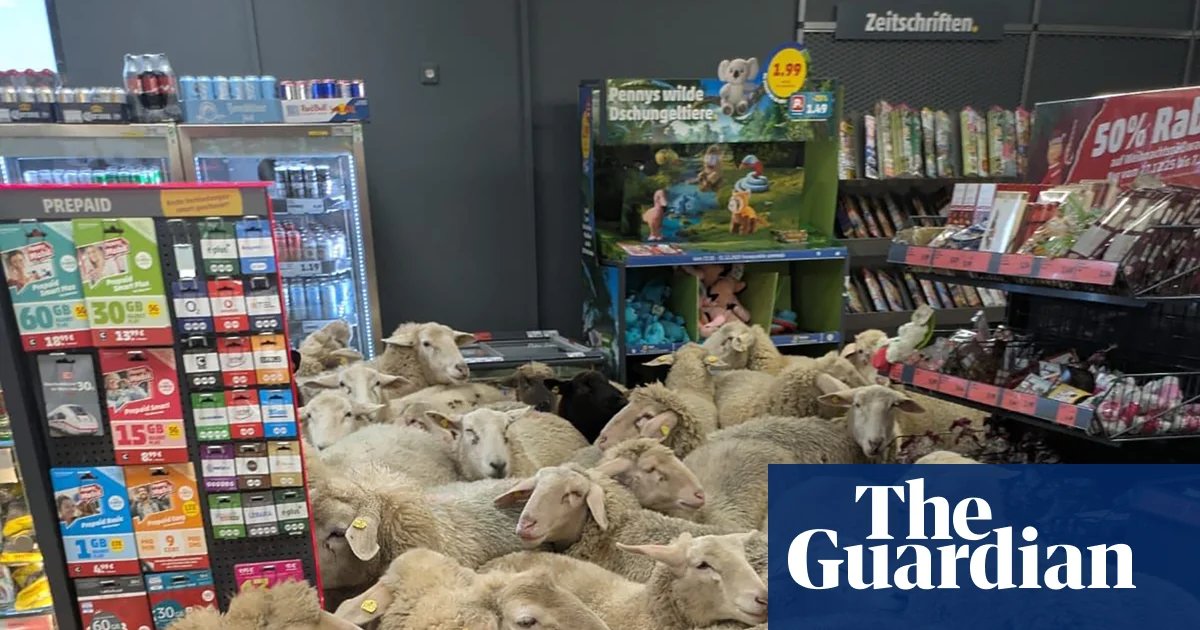On the lamb: 50 sheep break away from flock and storm German supermarket | Germany