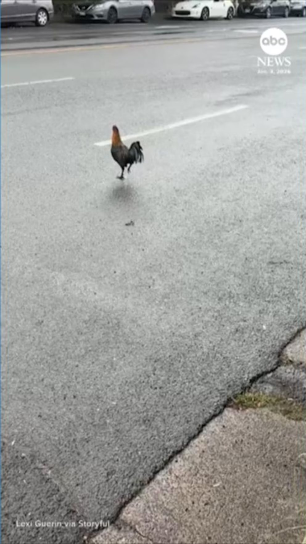 WATCH:  Rooster crosses the road with ease in Hawaii