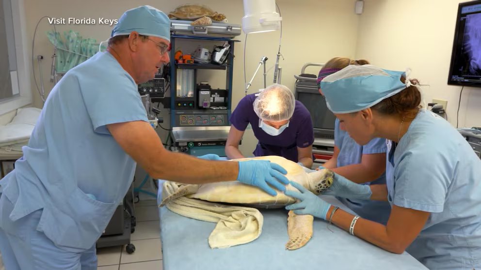 WATCH:  A visit to The Turtle Hospital