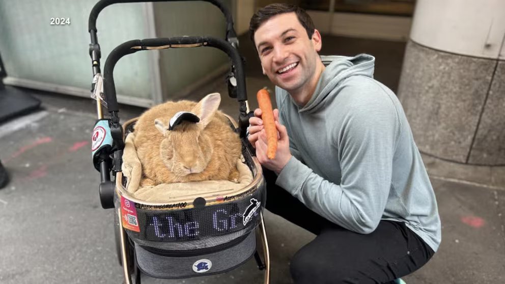 WATCH:  Have a drink and adopt a rabbit at Bunny Cafe