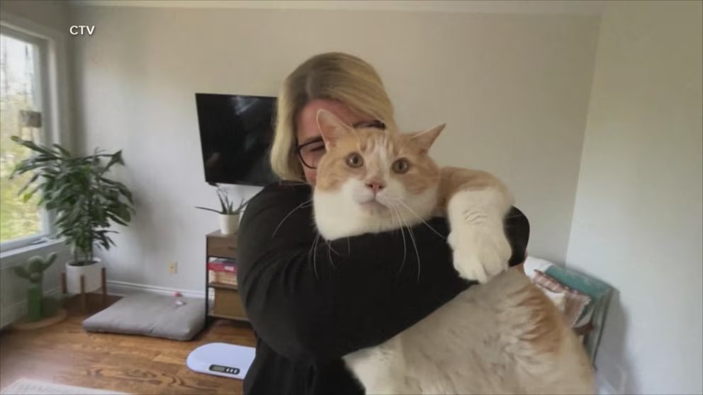 WATCH:  'Kitty Fat Camp' helps overweight cats find homes