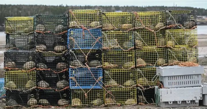 Nova Scotia lobster industry surprised, elated by suspension of Chinese tariff – Halifax