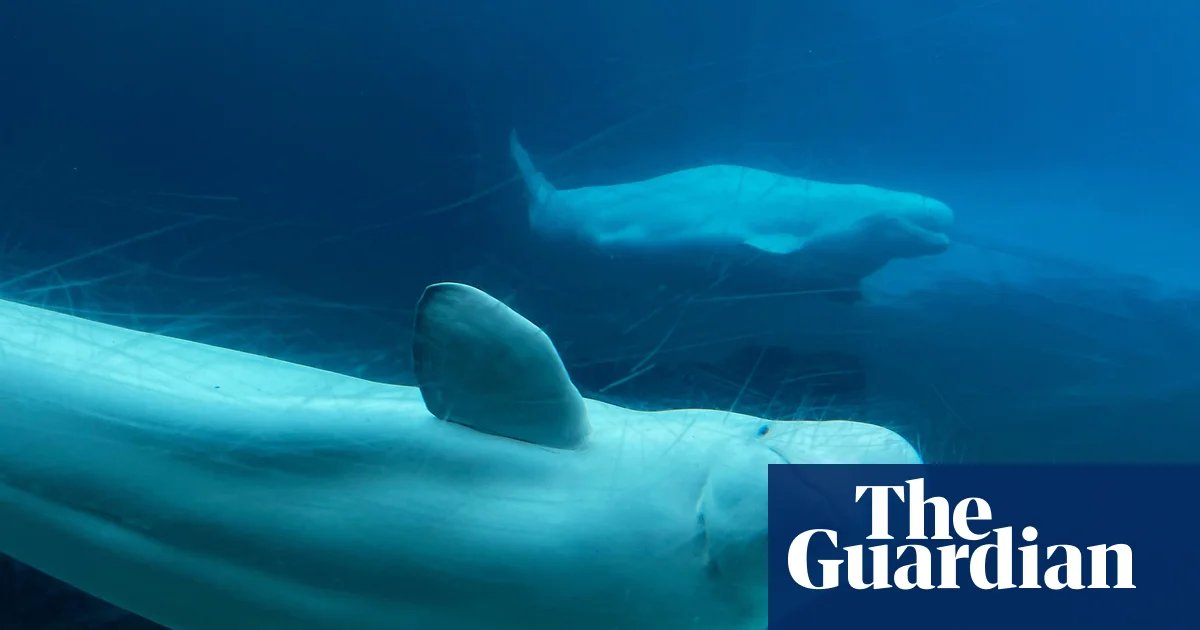 Valium, health checks and fabric slings: the complex logistics of moving 30 beluga whales | Canada