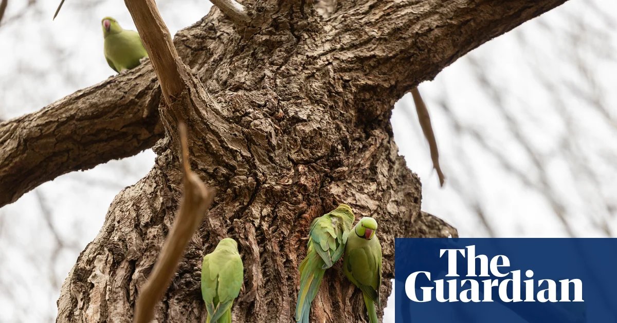 Rapid expansion of ring-necked parakeets in UK sparks concern | Environment