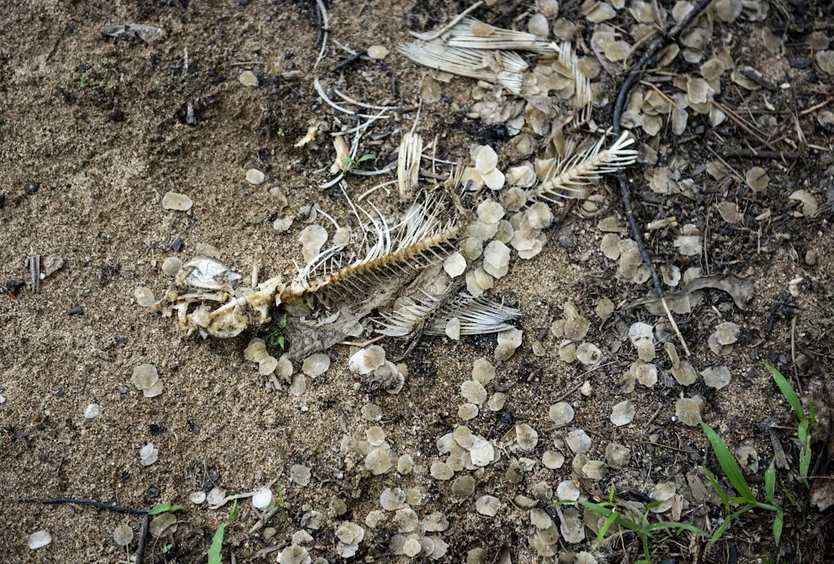 Quebec chemical firm hit with $1.4-million fine over substance discharged in river