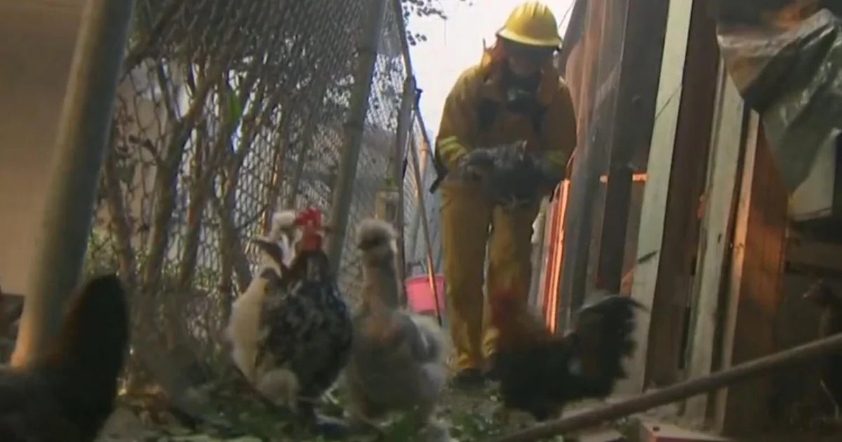 Reporter remembers saving animals a year after L.A. wildfires